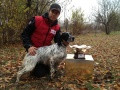 Setter Anglais NITRO DEL ZAGNIS Setter Anglais NITRO DEL ZAGNIS